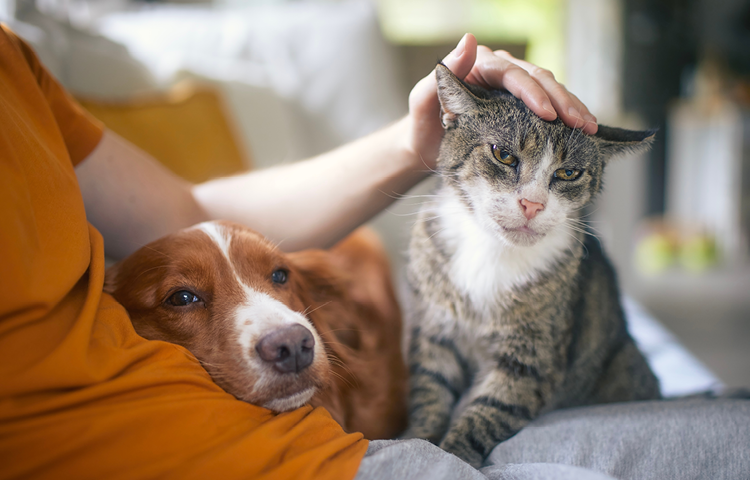 A man sitting petting his cat and dog
